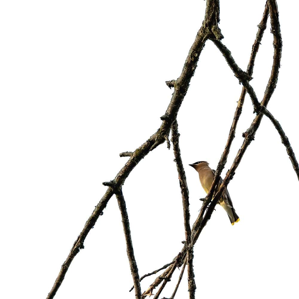 Waxwing Andrew Najdowski